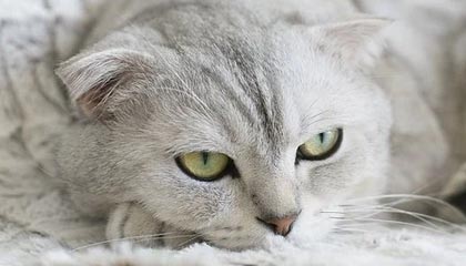 苍南最新的高价医保卡惠民保险代扣怎么取消掉了方法分享(苍南惠民医保怎么报销教程)