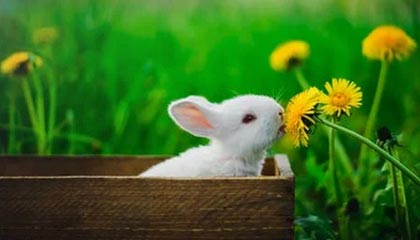 苍南最新的高价找中介取公积金违法吗方法分享(苍南中介取公积金怎么收费教程)